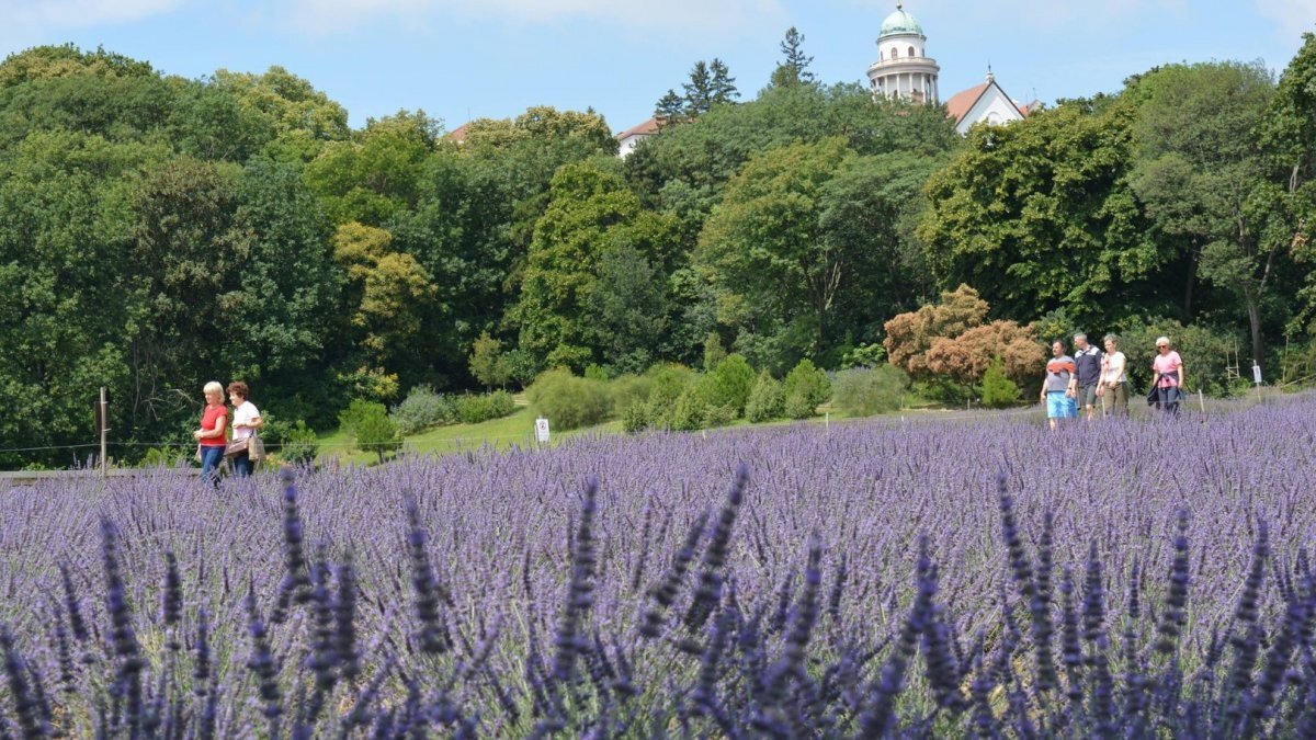 Pannonhalmi Levendula Napok